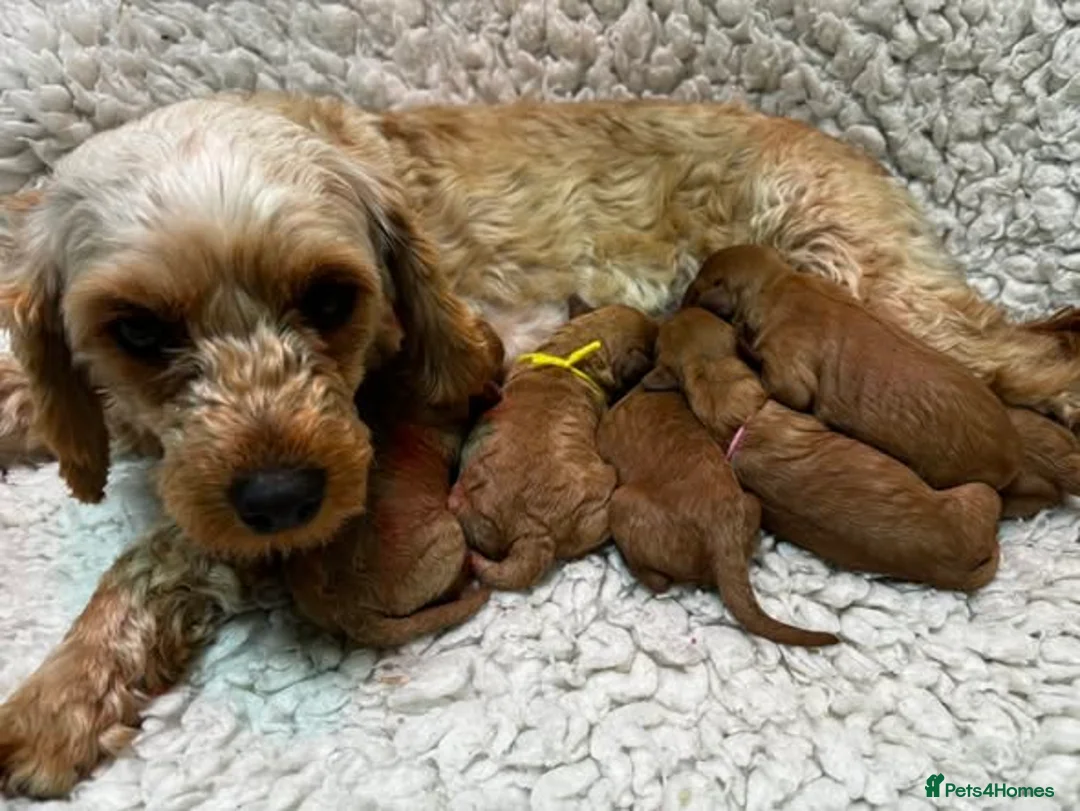 Cavapoo dogs for sale: F1b Golden Cavapoos  - Advert 7