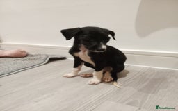 Lurcher dogs for sale: Lurcher pups  - Image 12