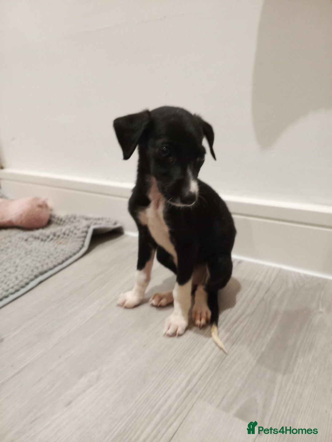 Lurcher dogs for sale: Lurcher pups  - Image 12