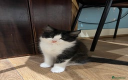 Mixed Breed cats for sale: Cuddly Kittens  - Image 6