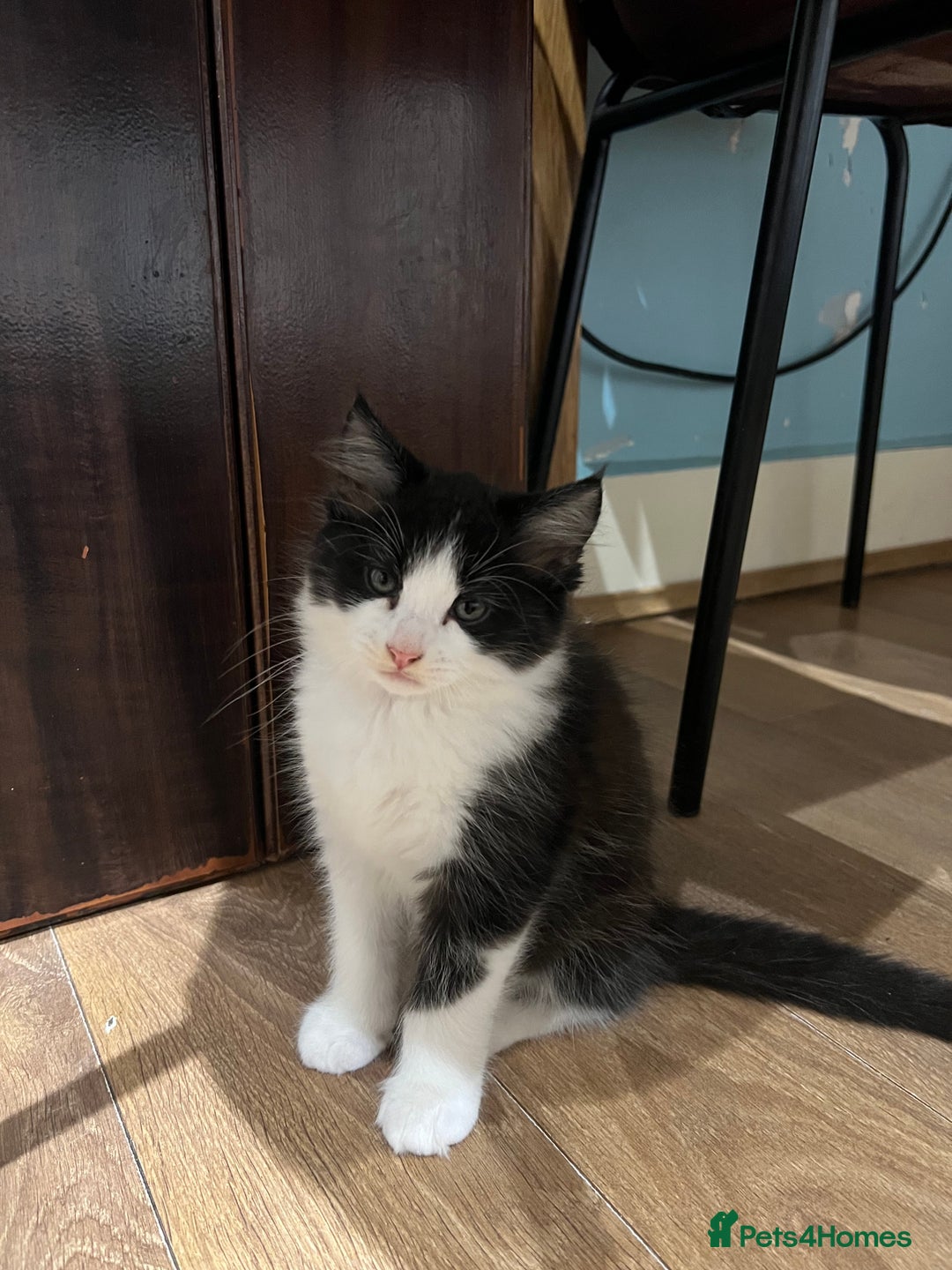 Mixed Breed cats for sale: Cuddly Kittens  - Image 6