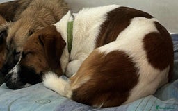 Basset Hound dogs for adoption: Diego - Badersfield Norfolk  - Image 16