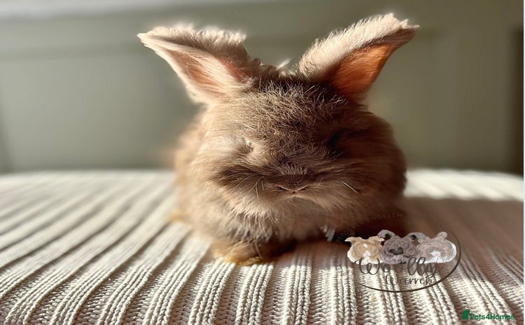 Angora rabbits Fully Vaccinated Pedigree Angoras Ready to Reserve - Advert 7