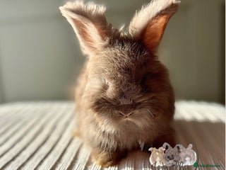 Angora rabbits Fully Vaccinated Pedigree Angoras Ready to Reserve - Advert 2