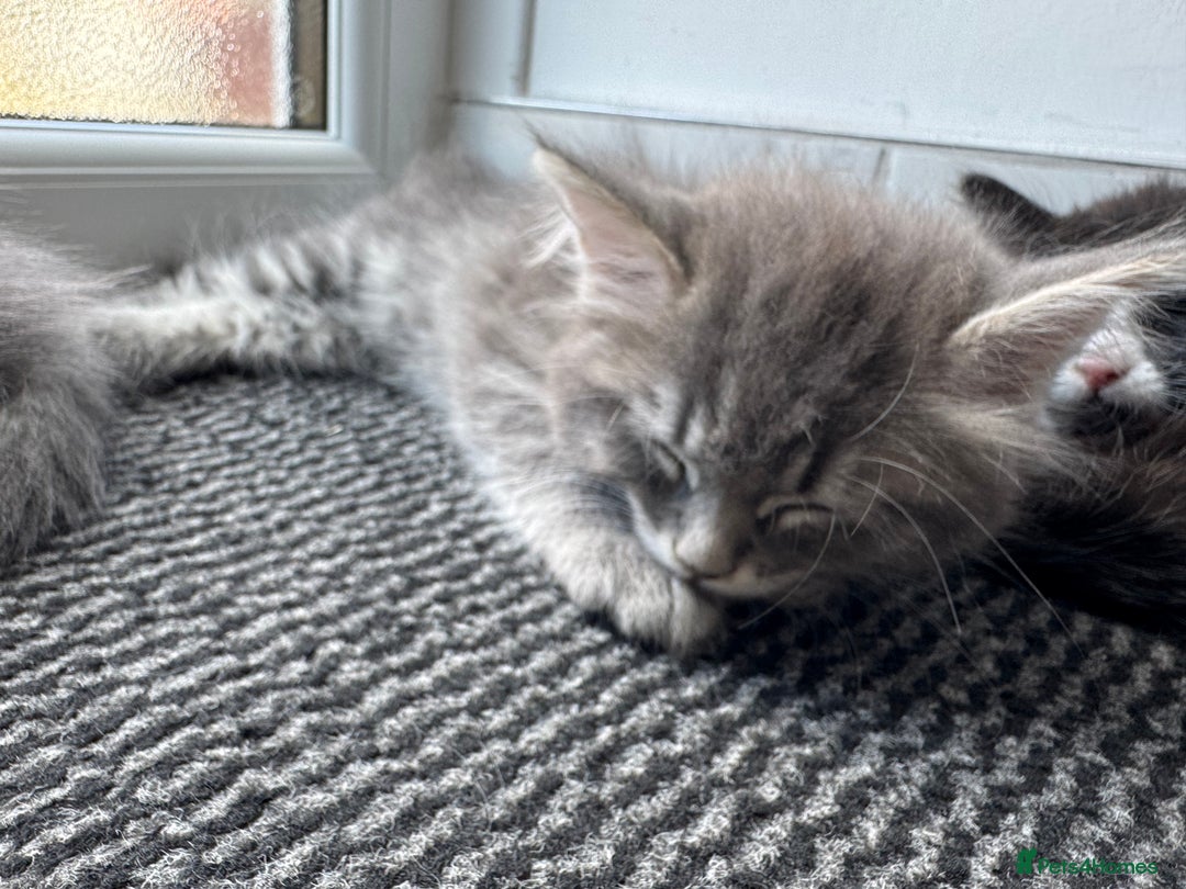 Mixed Breed cats for sale: 5 Siberian Nevada mixed kittens - Image 2