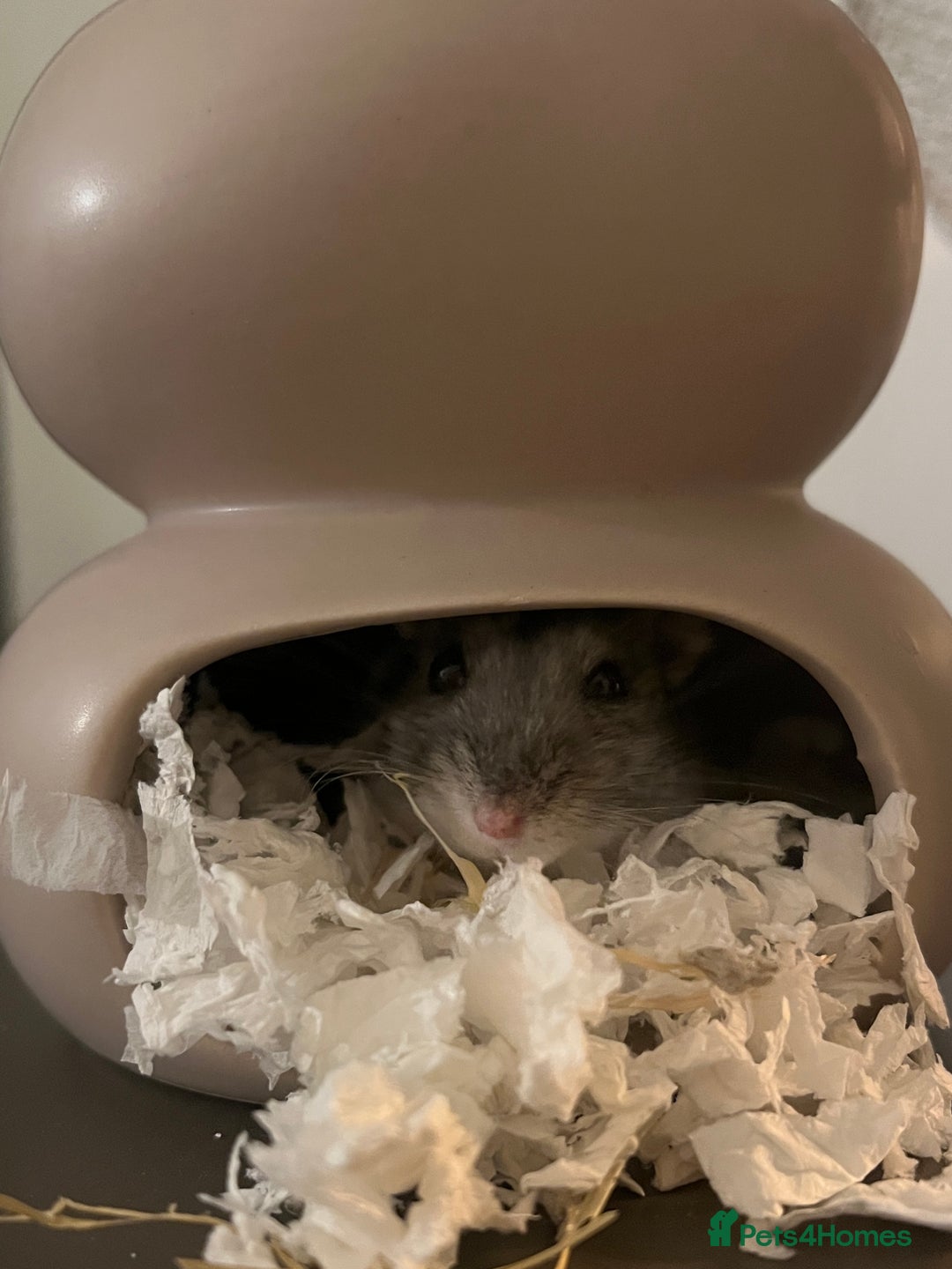 Hamster rodents for sale: RESERVED: Russian Dwarf - Advert 2