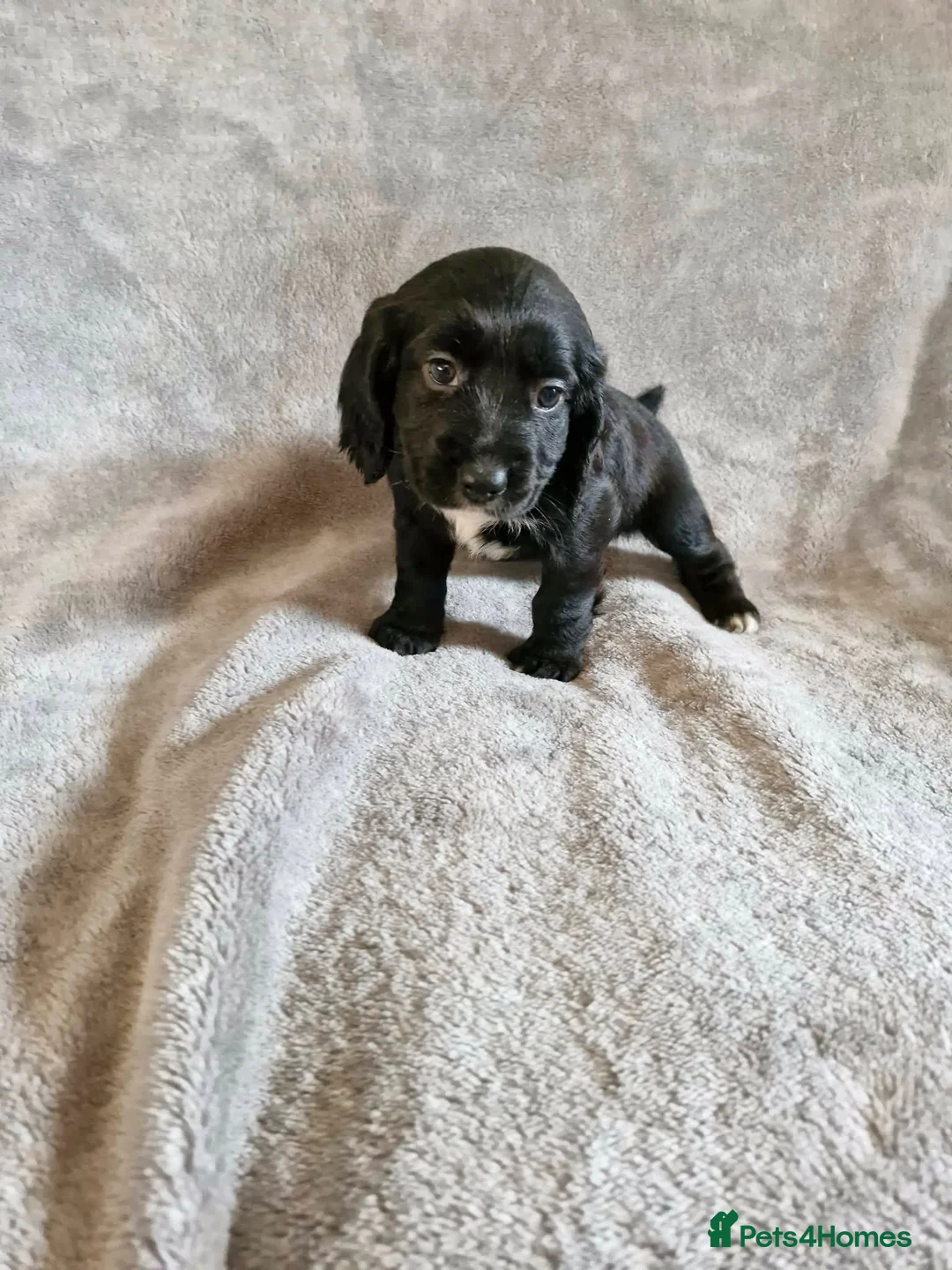 Cocker Spaniel dogs for sale: 3 beautiful cocker spaniel puppies  - Advert 2