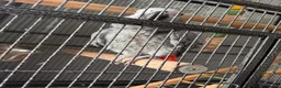 Parrots birds for sale: African grey male  - Advert 5