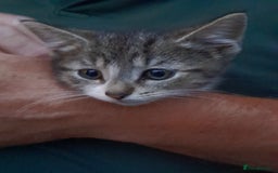 Domestic Shorthair cats for sale: 11 week old kitten - Image 4