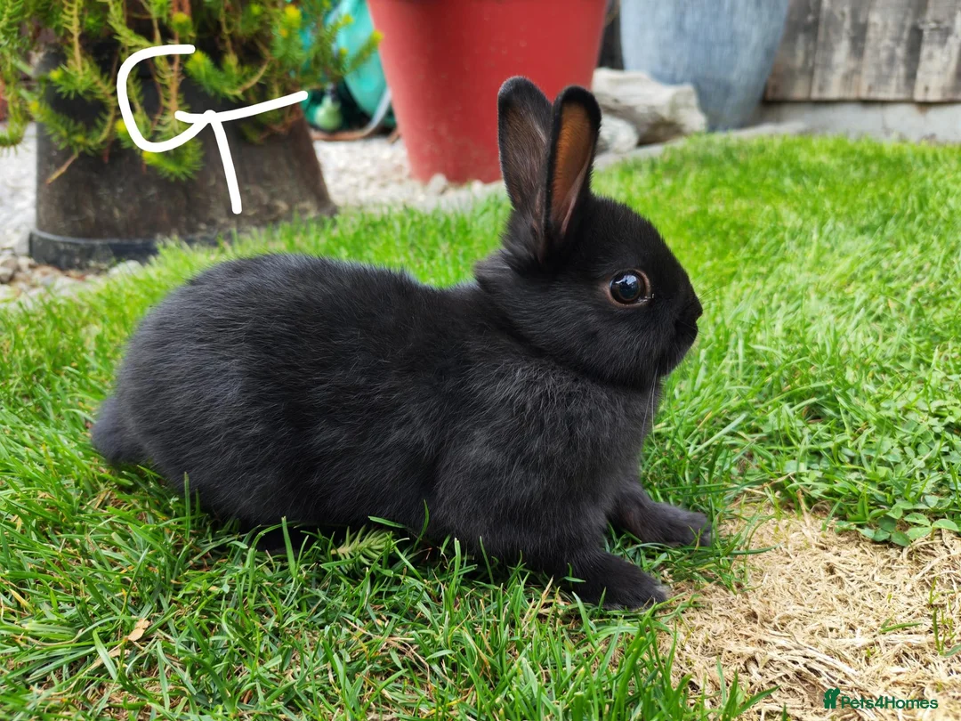 Netherland Dwarf rabbits for sale: Netherland dwarf  - Advert 1