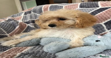 Shihpoo dogs - Advert 4