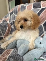 Shihpoo dogs - Advert 5