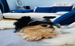Biewer Terrier dogs for sale: Biewer Yorkshire Terrier - Image 9