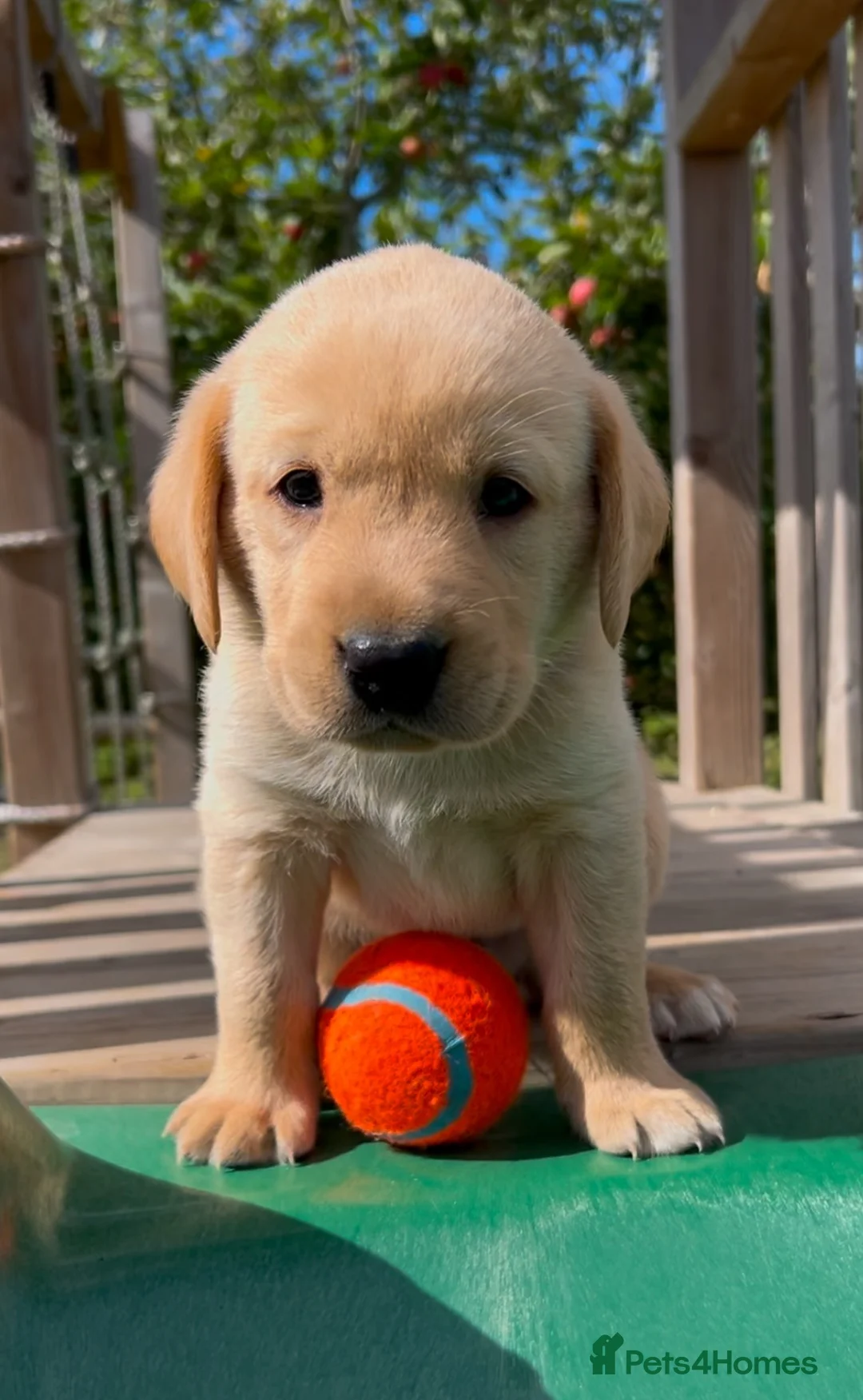 Labrador Retriever dogs for sale: Gorgeous Labrador puppies  - Advert 2