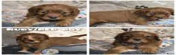 Cavalier King Charles Spaniel dogs for sale: Health Tested Parents-beautiful puppies - Advert 19