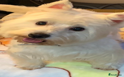West Highland Terrier dogs for sale: Westie puppies available  - Image 16