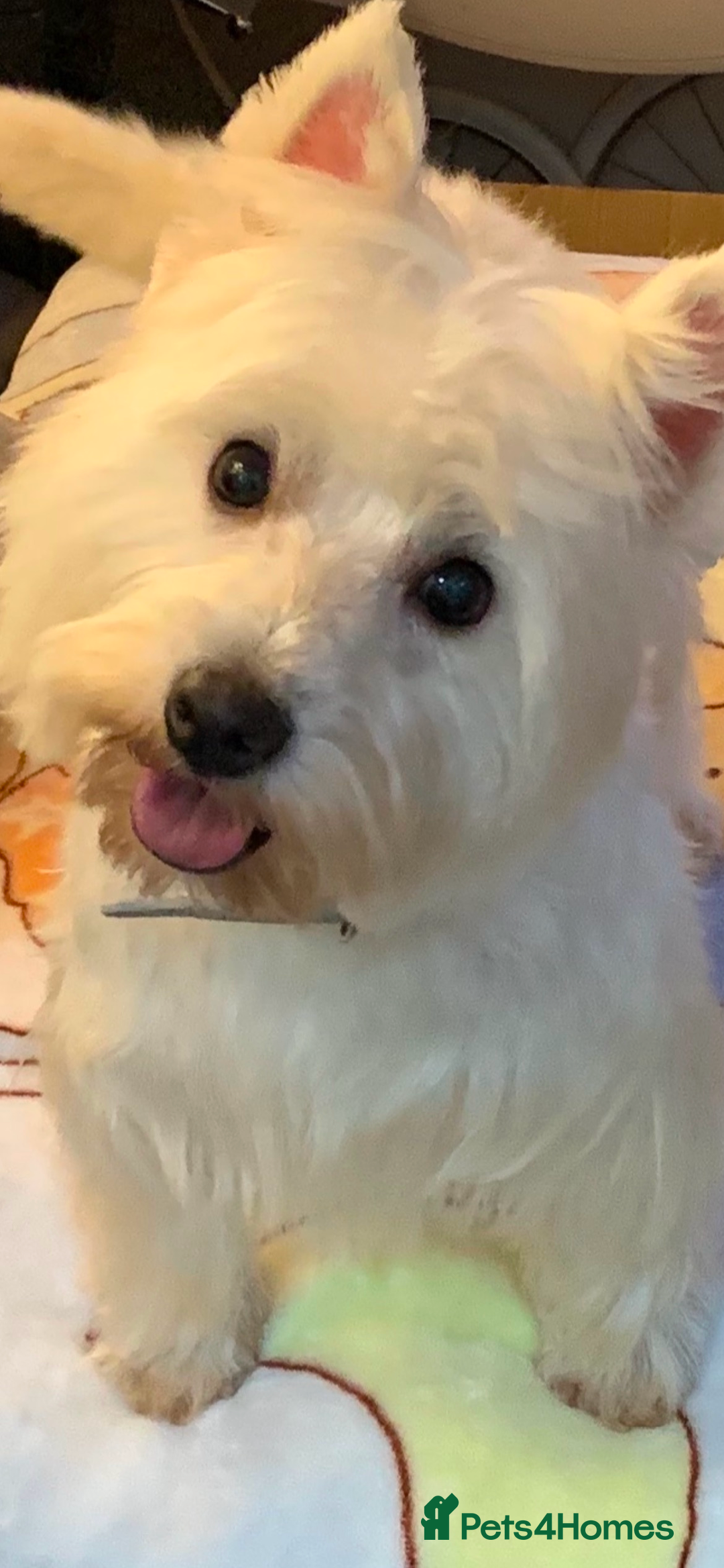 West Highland Terrier dogs for sale: Westie puppies available  - Image 16