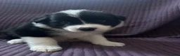 Border Collie dogs for sale: KC reg. Border Collie puppies!!! - Advert 6