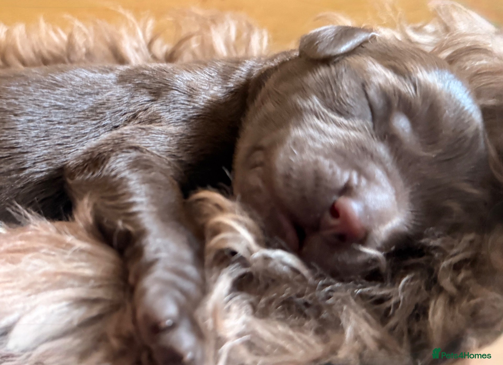 Australian Labradoodle dogs     🐾 Adorable Australian Labradoodle Puppies  - Advert 1