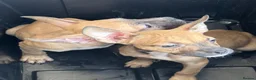 Mixed Breed dogs for sale: 2 beautiful pups for sale  in London - Advert 3