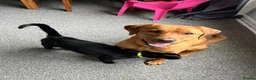 Labrador Retriever dogs for sale: Fox red Labrador puppies for sale - Advert 5