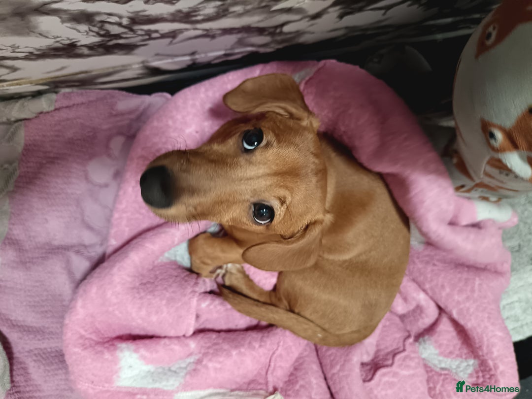 Chiweenie dogs for sale: Unfortunate rehome circumstances  - Image 3