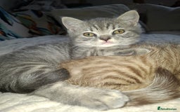 British Shorthair cats for sale: Pedigree British Blue and Tabby Shorthair Kittens - Image 16