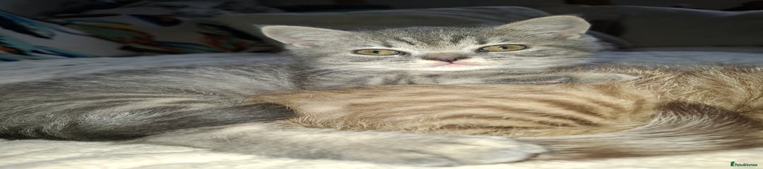 British Shorthair Kitten 2