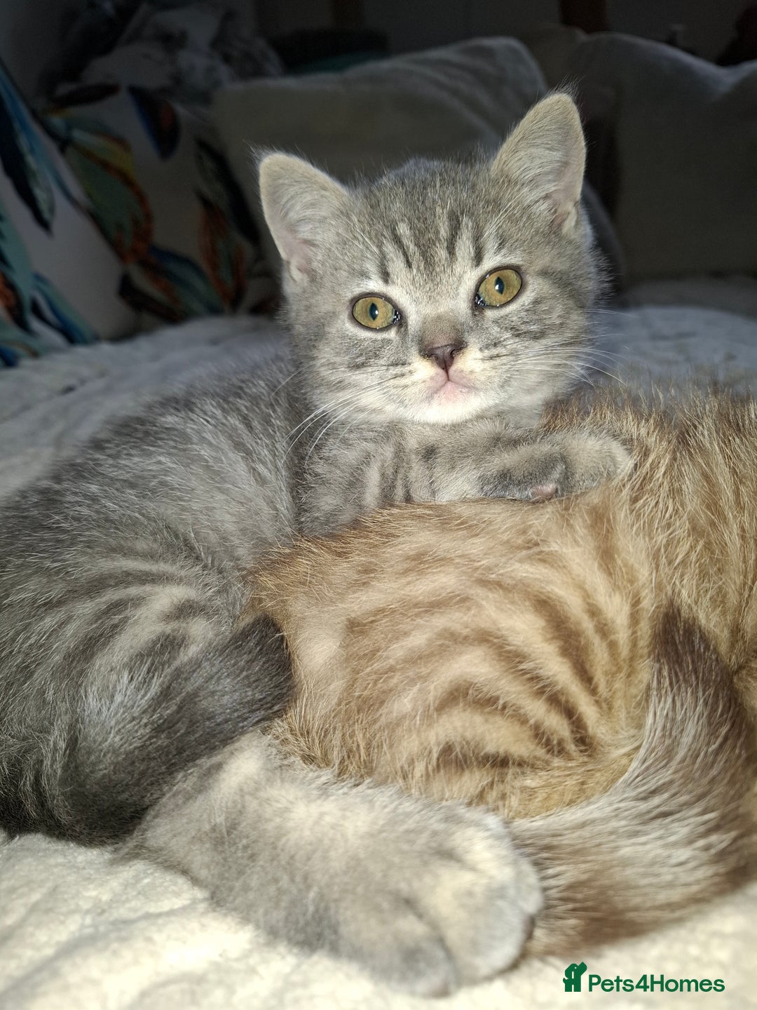 British Shorthair cats for sale: Pedigree British Blue and Tabby Shorthair Kittens - Image 16