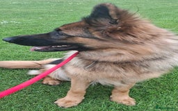 German Shepherd dogs for sale: German sheppard bitch  in Ilminster - Image 2