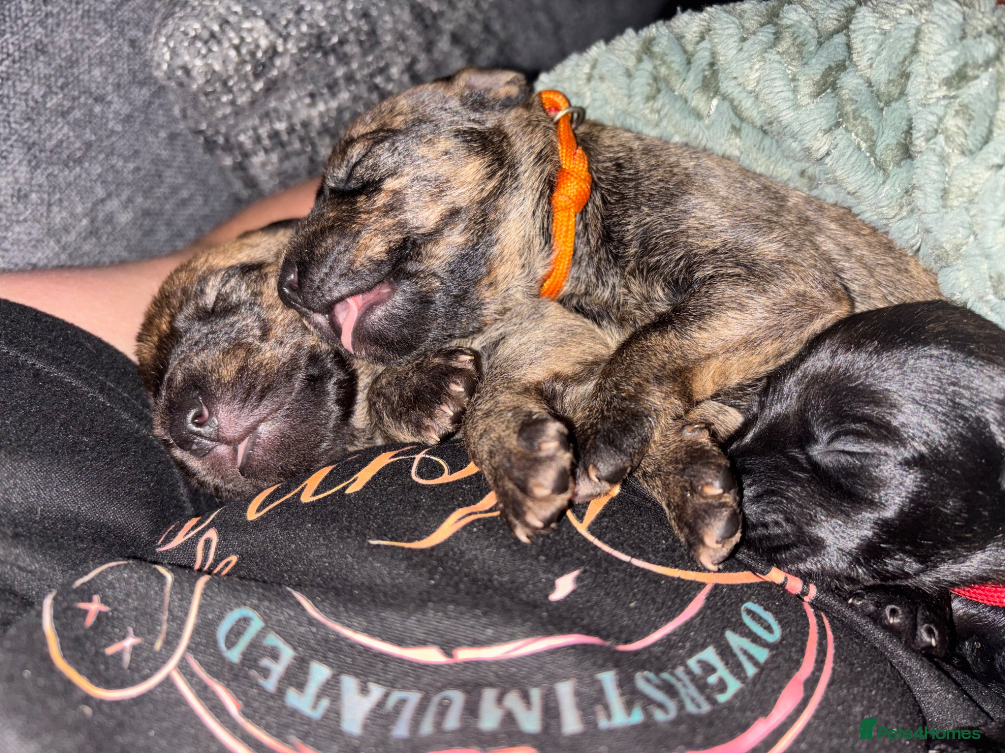 Mixed Breed dogs Patterstaff x Kerry blue terrier pups  - Advert 3