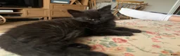 British Longhair cats for sale: Black longhair Kitten🐾 - Advert 2