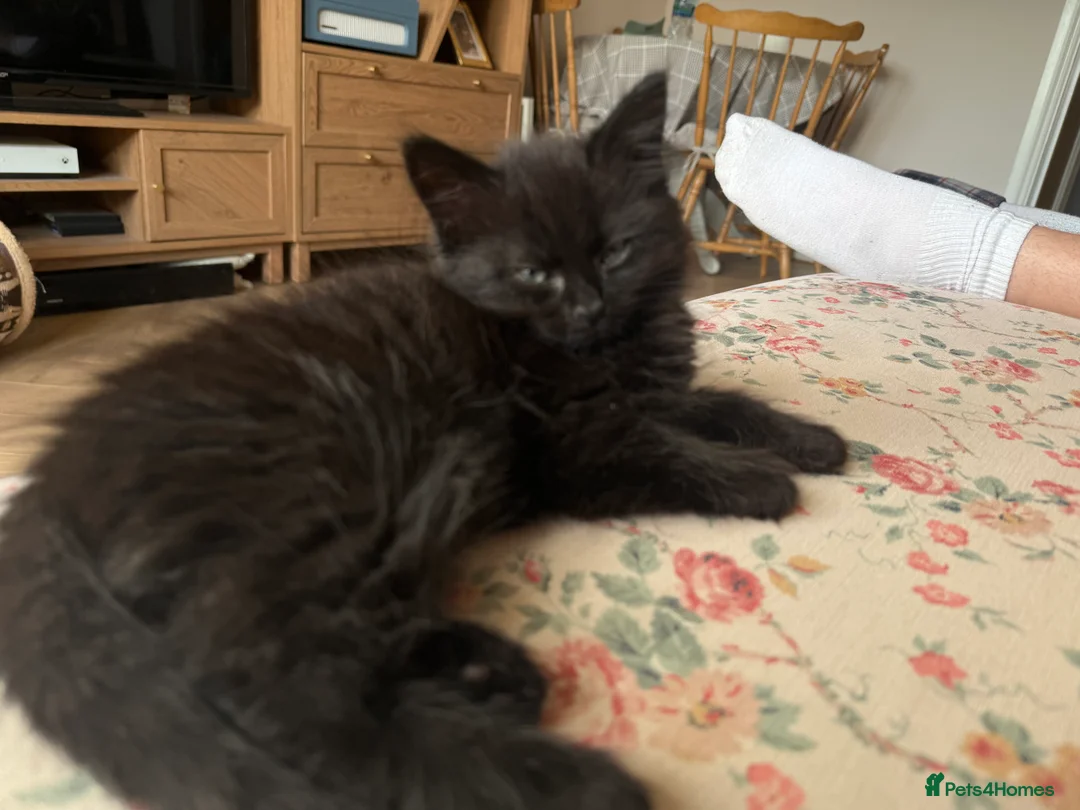 British Longhair cats for sale: Black longhair Kitten🐾 - Advert 2