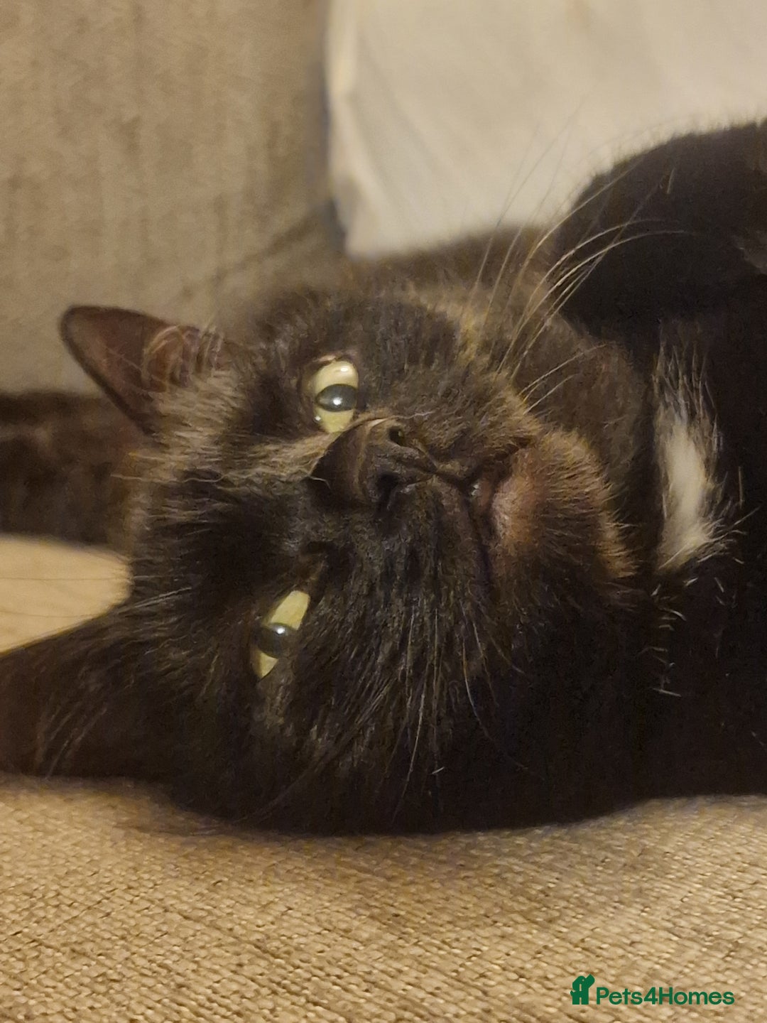 Mixed Breed cats for sale: Cat for rehoming - Advert 7