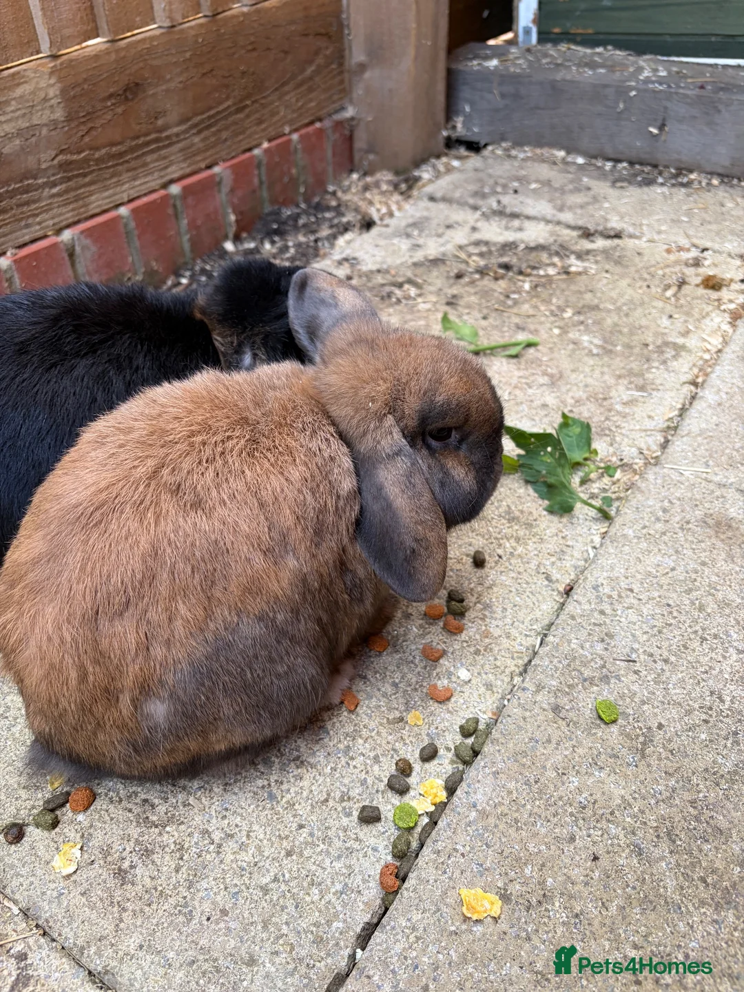Mini Lop rabbits for sale: Two male mini lop bunnies  - Advert 1