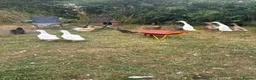 Ducks poultry for sale: Runner duck drakes  - Advert 2