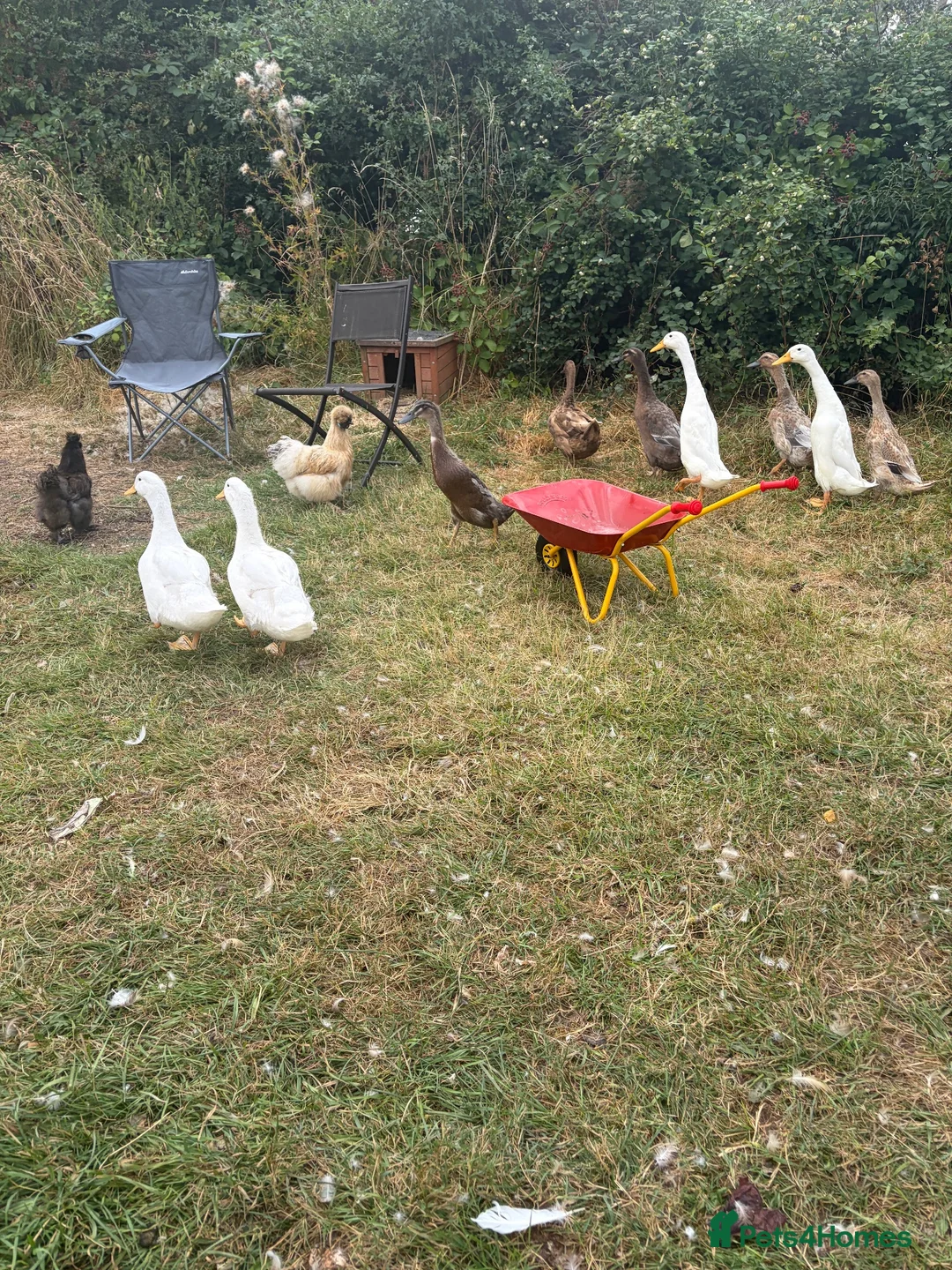 Ducks poultry for sale: Runner duck drakes  - Advert 2