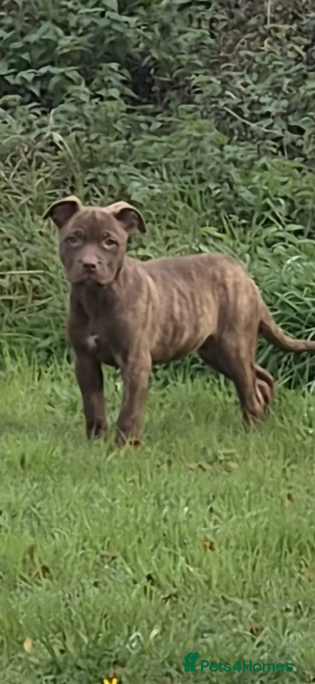 Mixed Breed dogs for sale: Presa Canario/Cane Corso/Mixed Mastiff - Advert 19