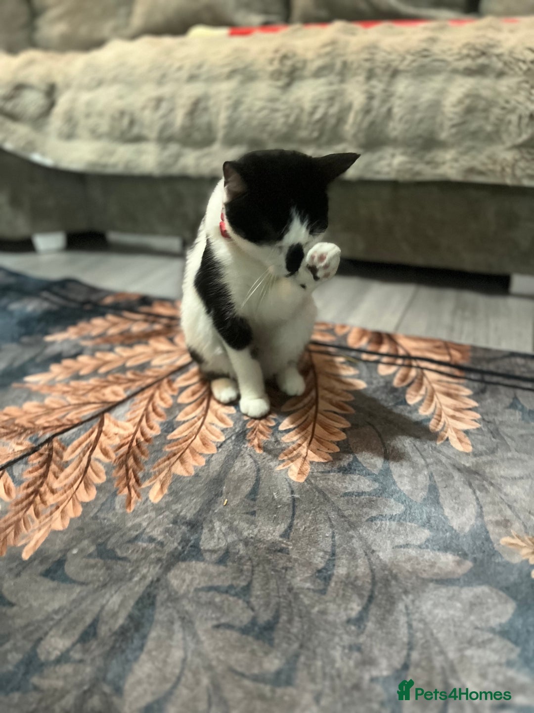 Mixed Breed cats for sale: Female cat - Advert 3