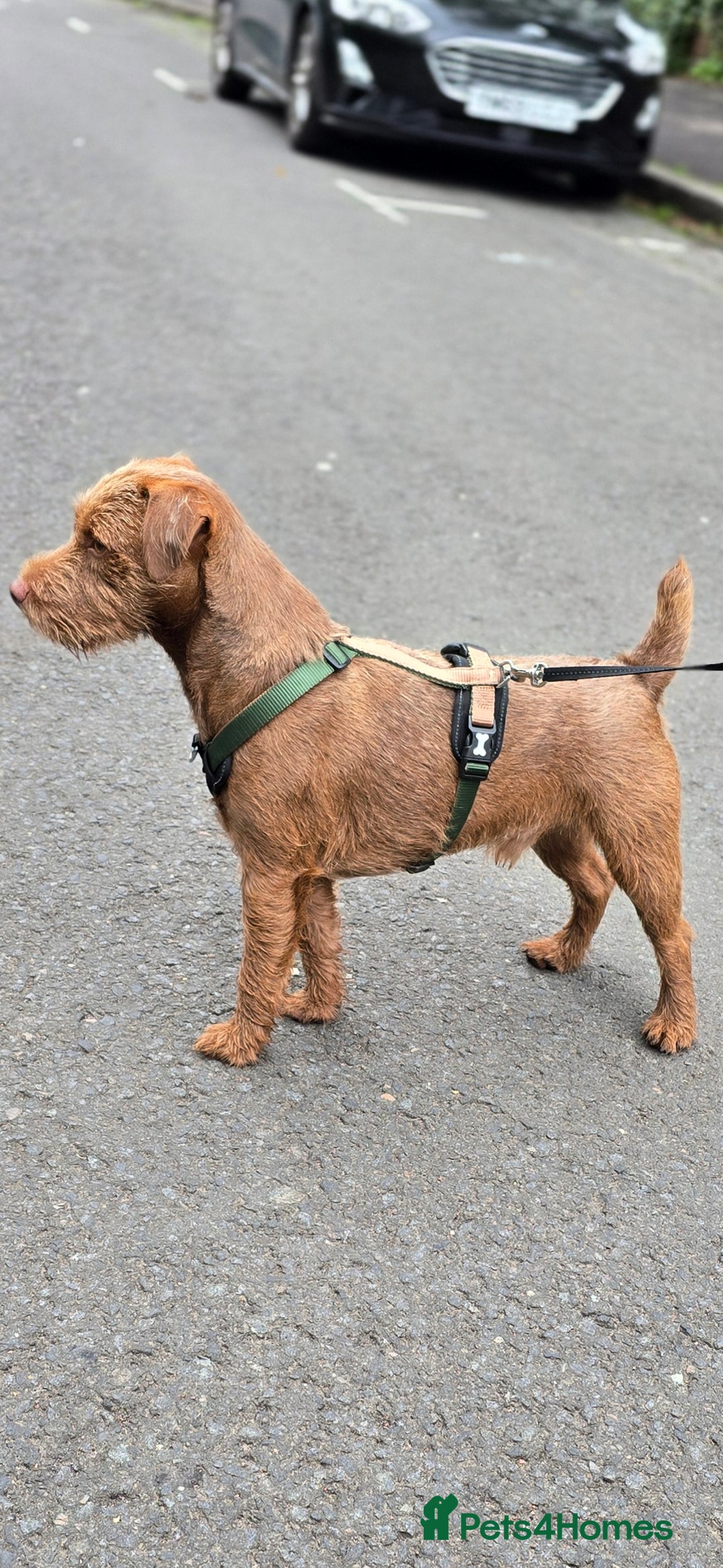 Patterdale Terrier dogs for stud: Chocolate patterdale  in Glasgow - Image 5