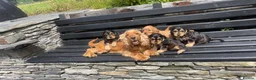 Cocker Spaniel dogs for sale: KC Registered Show Cocker Spaniels - Advert 4