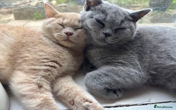 British Shorthair cats for sale: Registered British Shorthairs - Image 3