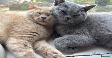 British Shorthair cats - Advert 3