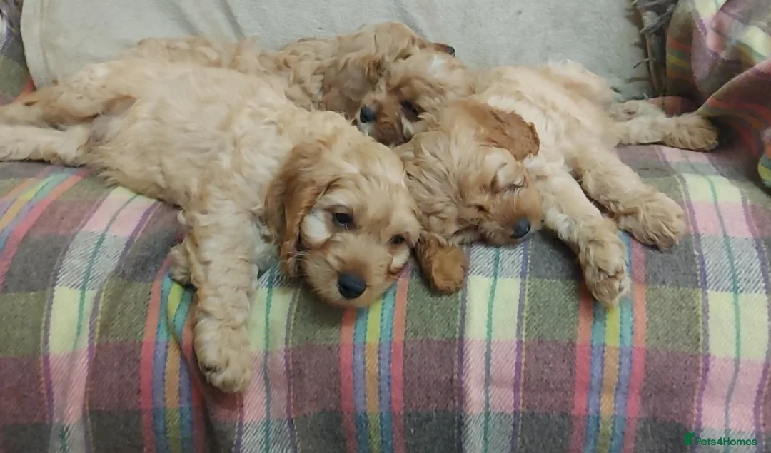 Cavapoo dogs for sale: Cavapoo Bundles of Joy 🥰 - Advert 24