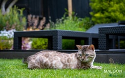 Bengal cats for sale: Majestic Blue-eyed Snow Bengal-TICA-Champion line - Image 20