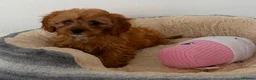 Cavapoo dogs for sale: Fully vaccinated 1 gorgeous boy available 💙 - Advert 10