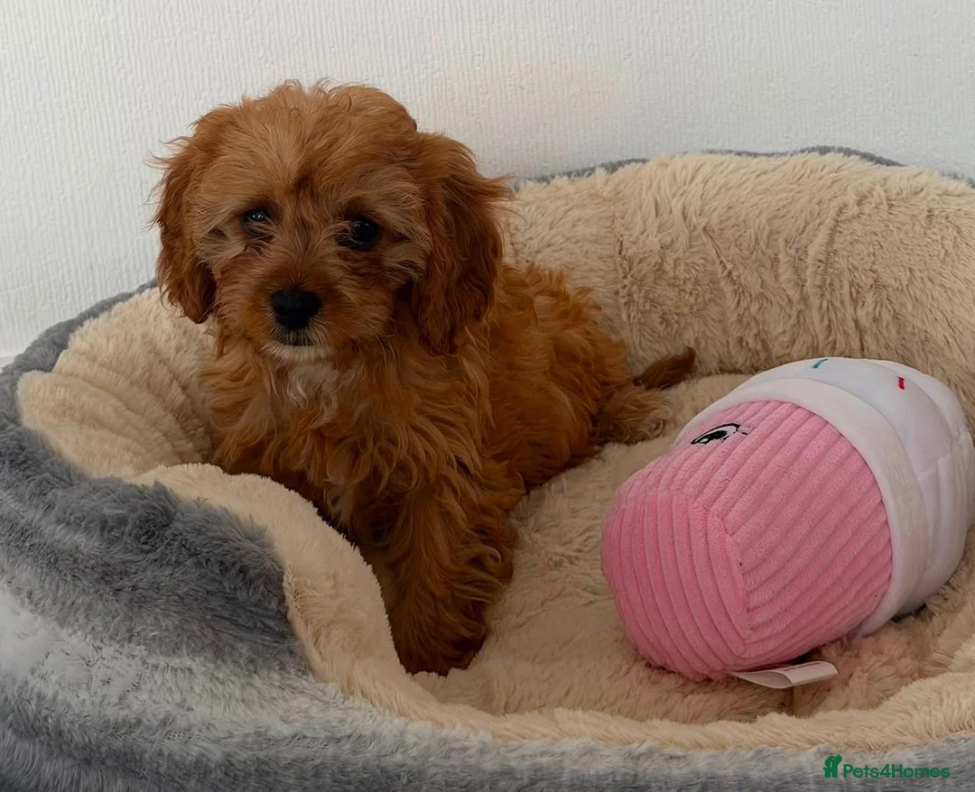 Cavapoo dogs for sale: Fully vaccinated 1 gorgeous boy available 💙 - Advert 10