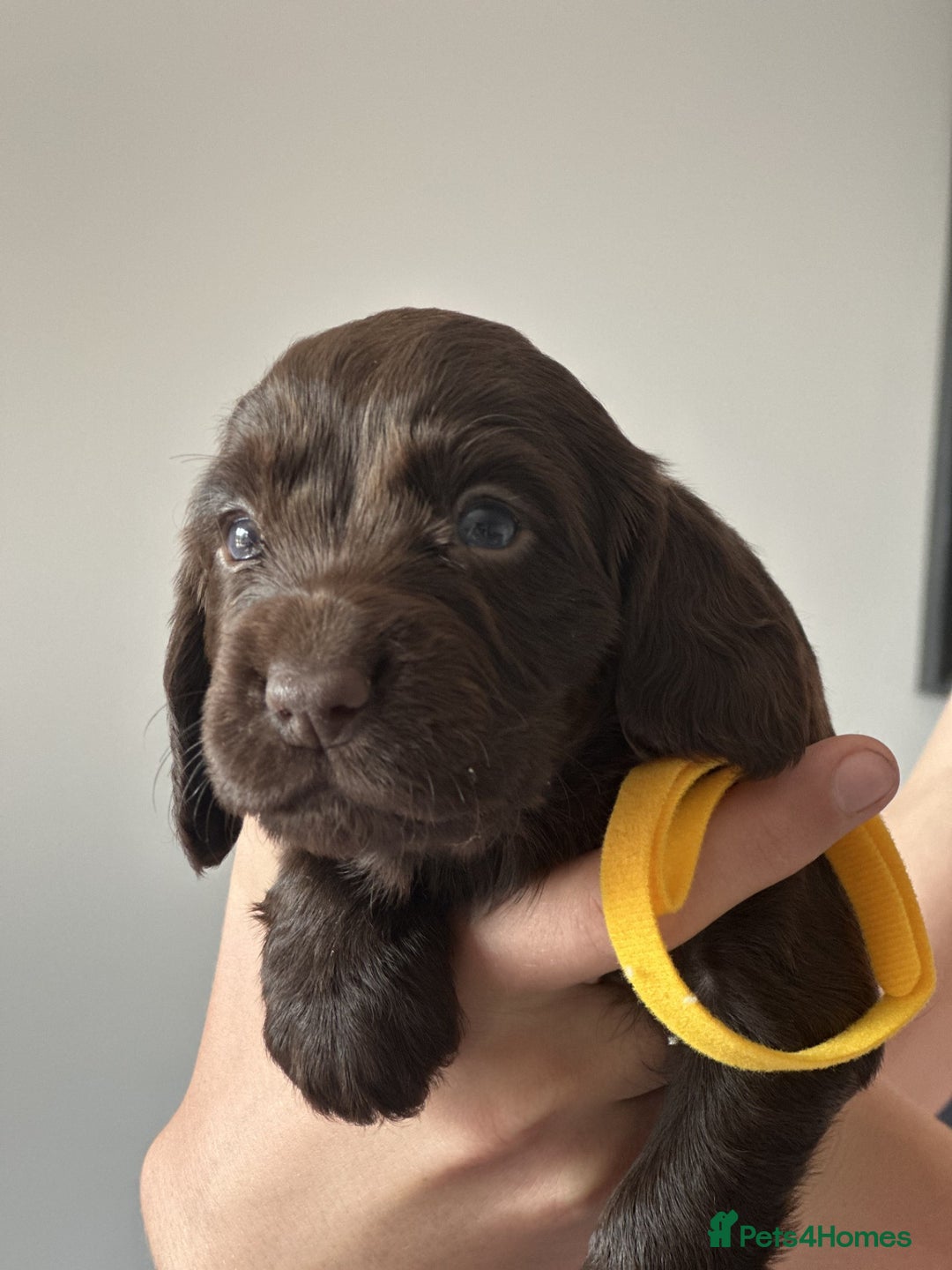 Cocker Spaniel dogs for sale: KC Pedigree Working Cocker Spaniel Puppies - Image 12