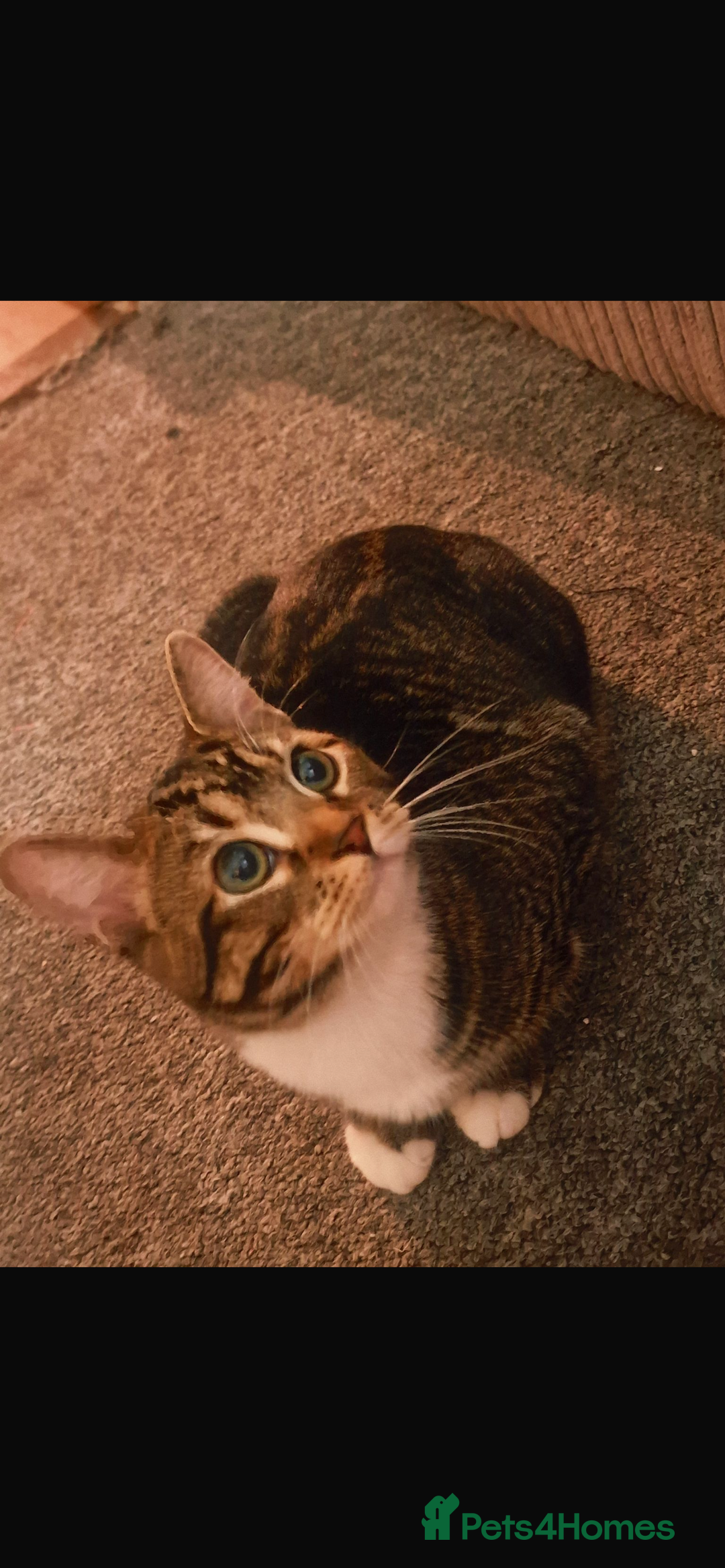 Bengal cats for sale: Bengal kitten for sale.  - Advert 1