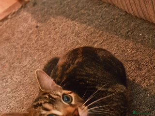 Bengal cats Bengal kitten for sale. - Advert 1